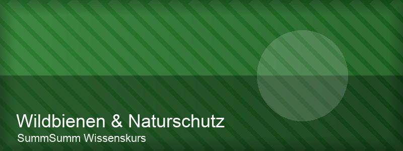 Wildbienen und Naturschutz
